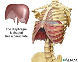 Los Angeles chiropractor--diaphragmatic breathing
